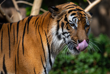 tiger wildlife mammal predator, wild carnivore animal, bengal tiger showing in zoo