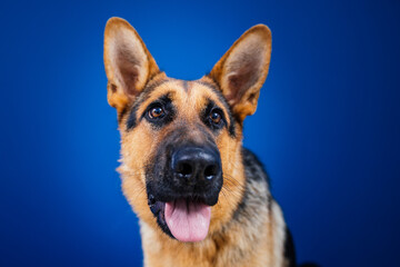 Fototapete bei efototapeten.de bestellen   