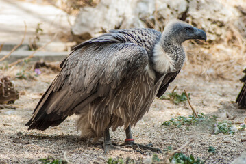vulture on the ground stares menacingly at its prey