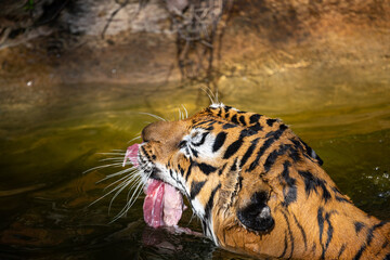 tiger wildlife mammal predator, wild carnivore animal, bengal tiger showing in zoo