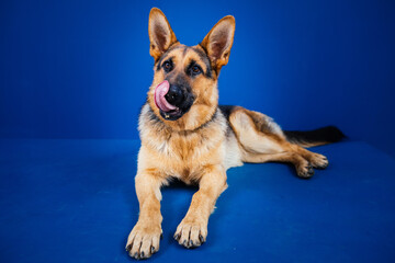 Fototapete bei efototapeten.de bestellen   