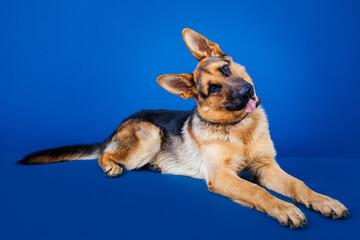 Beautiful German shepherd dog against blue background. 