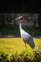 Eastern Sarus Crane (Antigone antigone sharpii), wild bird in wildlife nature field