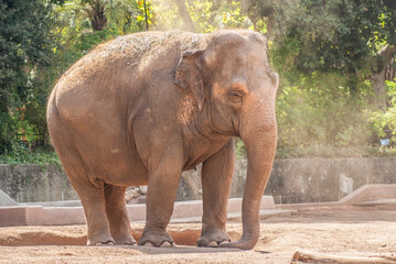 elephant wanders sad in his zoo cage