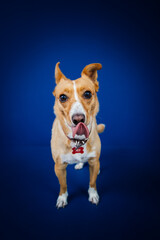 Funny dog against blue background 