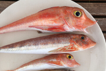 red mullet raw fish