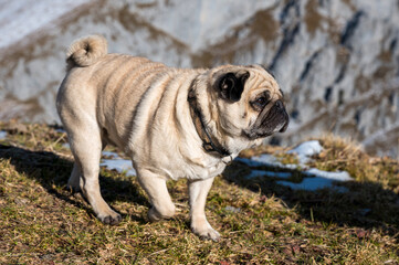 Obraz premium portrait of a pug while hiking in Diemtigtal
