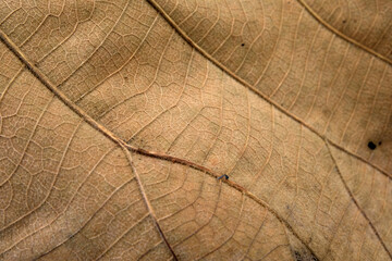 Brown Teak leaf close up