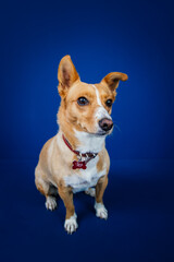 Funny dog against blue background 