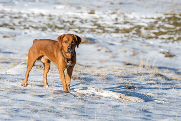 young brown labrador retriever in snow in Diemtigtal