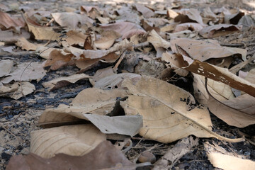 Brown Teak leaf close up