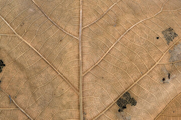 Obraz premium Brown Teak leaf close up