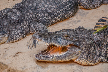 Obraz premium crocodile on the river bank take a rest after hunting