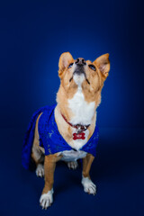 Fototapeta na wymiar Funny dog against blue background 