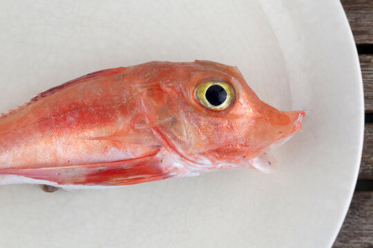 raw red mullet rock fish