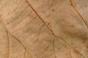 Brown Teak leaf close up