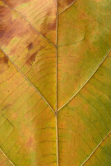 green Teak leaf close up