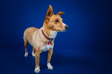 Funny dog against blue background 