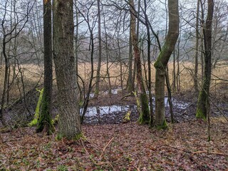 autumn aura in the quiet of the forest