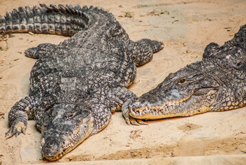Obraz premium crocodile on the river bank take a rest after hunting