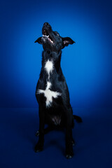 Funny black dog doing tricks  against blue background. 