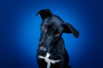 Funny black dog doing tricks  against blue background. 