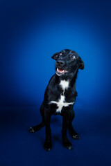 Funny black dog doing tricks  against blue background. 