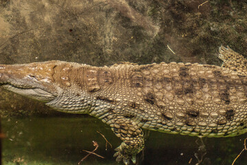 Obraz premium crocodile on the river bank take a rest after hunting