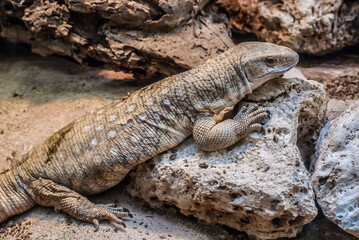 a large lizard heats up on a stone in the sun