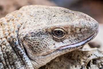 a large lizard heats up on a stone in the sun