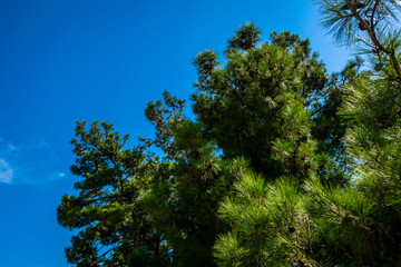 trees and blue sky