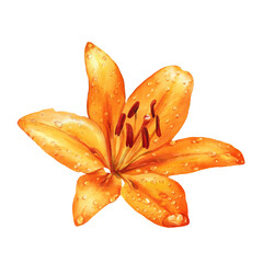 A large orange lily with dew drops. Watercolor botanical illustration isolated on a white background.