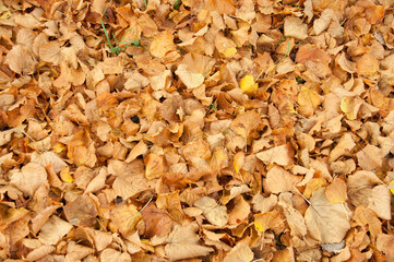 Autumn leaves on the ground