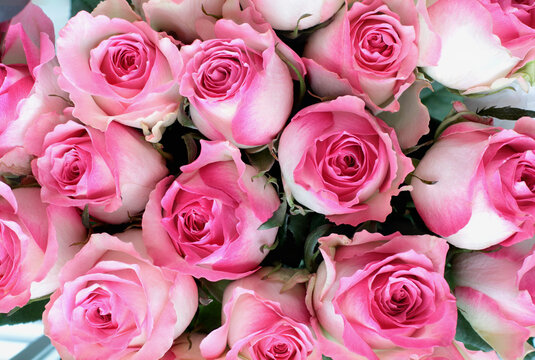 Beautiful pink and white rose flower background. Image shot from top view.