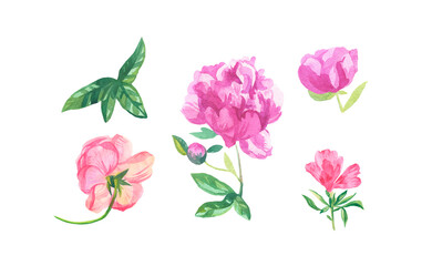 Fototapeta na wymiar Watercolor set of pink flowers on white isolated background.Collection of peonies,clarkia,rose with leaves flower hand painted.Clip art with botanical illustrations.Designs for cards,posters.