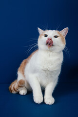 Fototapeta na wymiar White and orange mix0breed cat against blue background. 