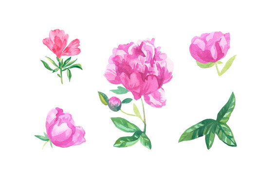 Watercolor set of pink flowers on white isolated background.Collection of peonies,clarkia with leaves flower hand painted.Clip art with botanical illustrations.Designs for cards,packaging,web,posters,