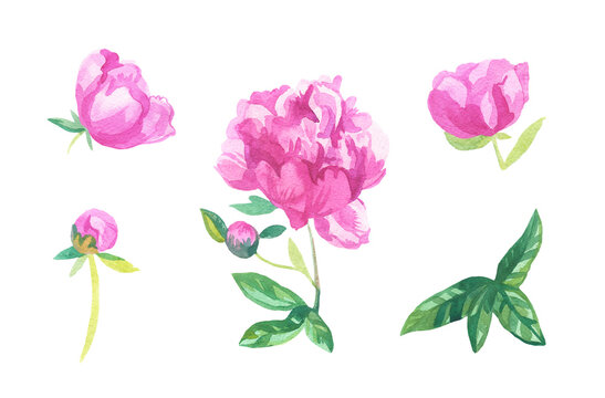 Watercolor set of pink flowers on white isolated background.Collection of peonies with leaves flower hand painted.Clip art with botanical illustrations.Designs for cards,social media,posters.