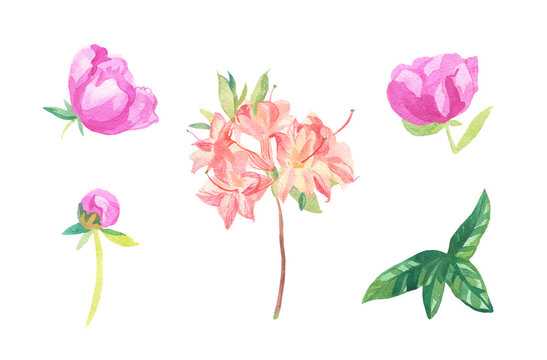 Watercolor set of pink flowers on white isolated background.Collection of rose,rhododendron with leaves hand painted.Clip art with botanical illustrations.Designs for cards,packaging,posters.