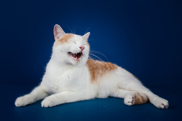 White and orange  mix0breed cat against blue background. 