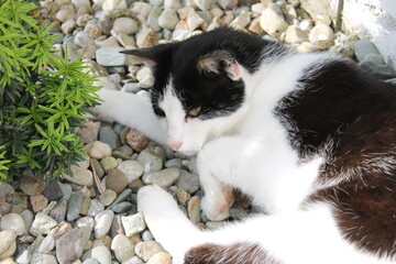 black and white cat in the garden