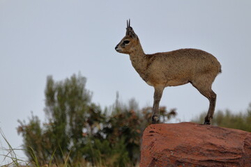 Klipspringer