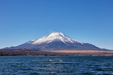 冬（12月）の朝、冠雪した富士山と山中湖の白鳥 山梨県山中湖村