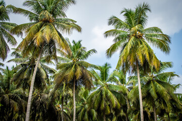 View of coconut tree plantation in Pollachi, Tamil Nadu, India