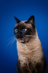 Beautiful cat with amazing blue eyes posing for the camera. 