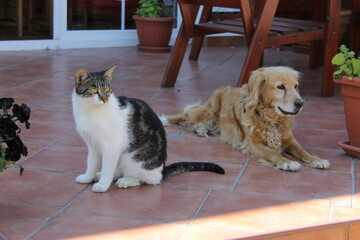 cocker spaniel dog with a cat