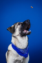 Funny dog against blue background 