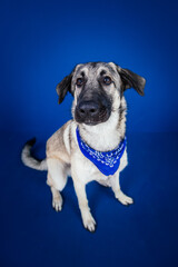 Funny dog against blue background 