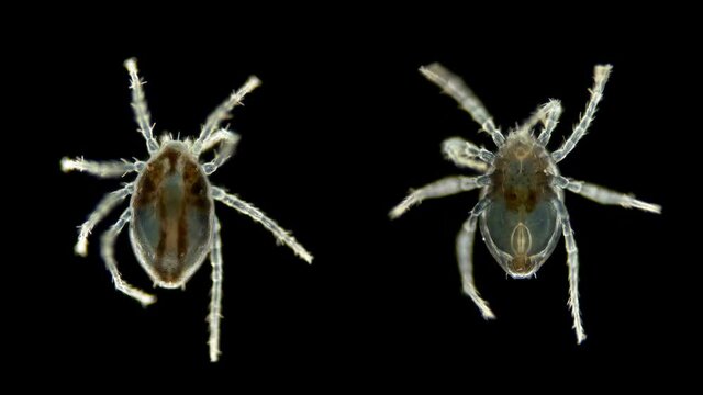 Prostigmata Bilder Durchsuchen 235 Archivfotos, und