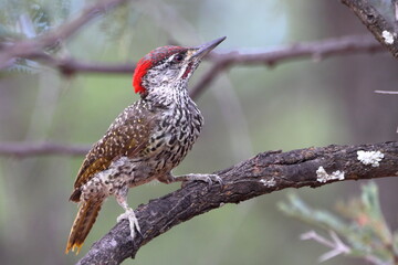 Golden-tailed Woodpecker